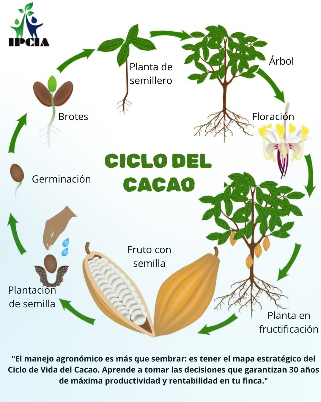 Cultivo de Cacao