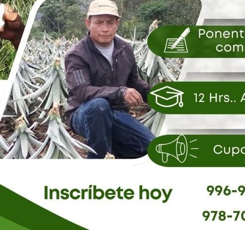 Piña Golden Clase A