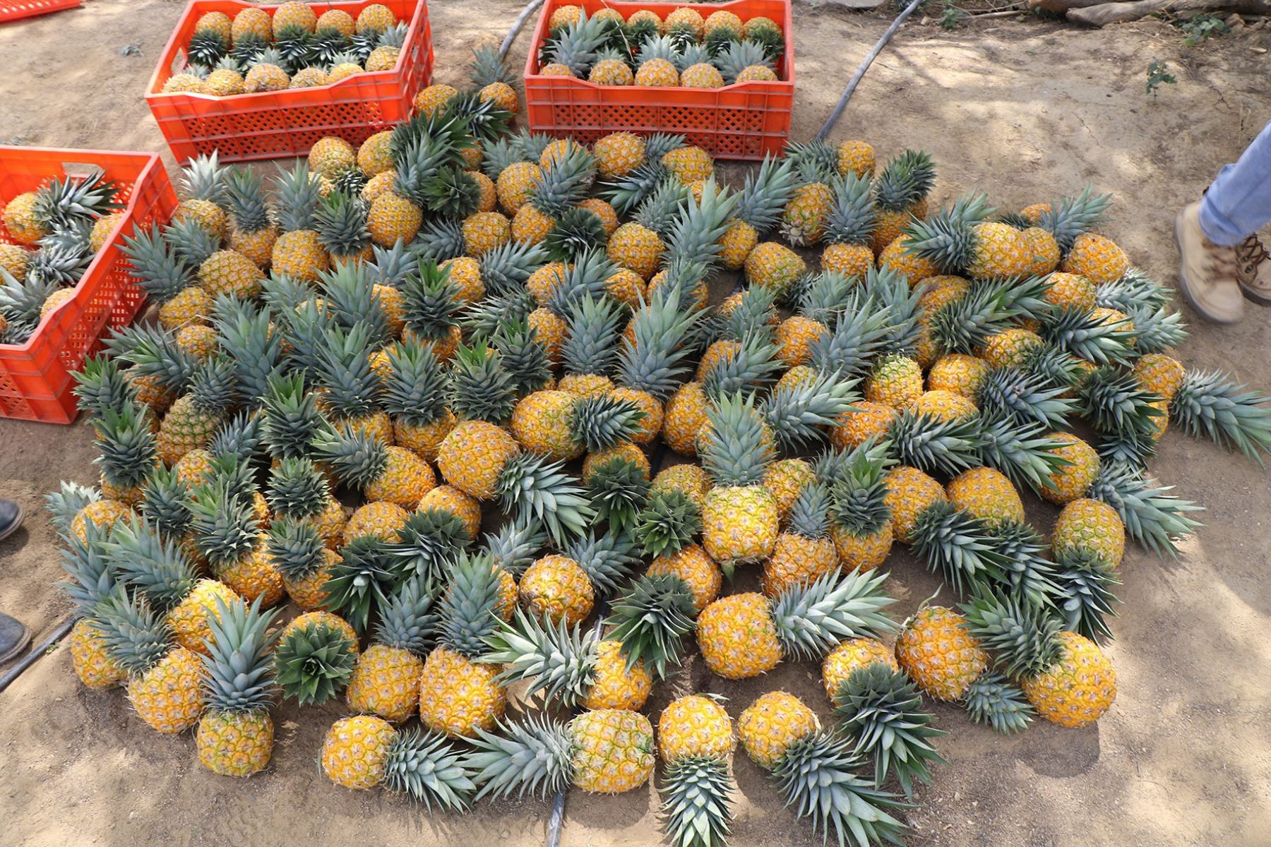 Piña Golden Clase A